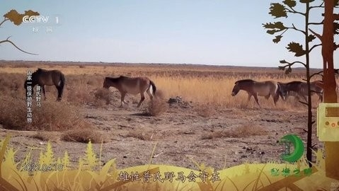 555tv电视直播最新版下载安装